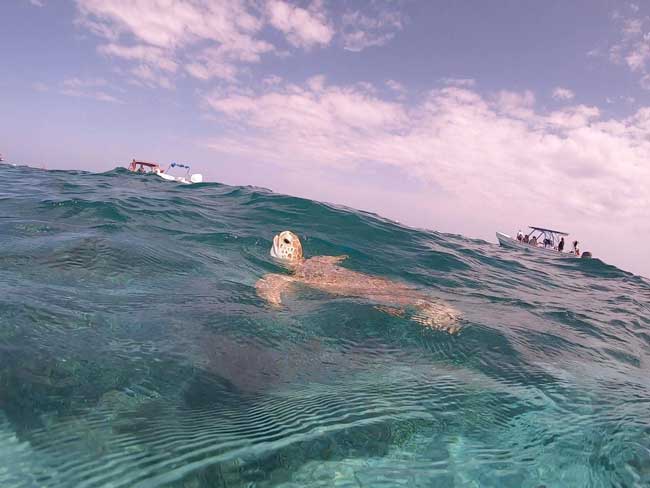 full day snorkeling