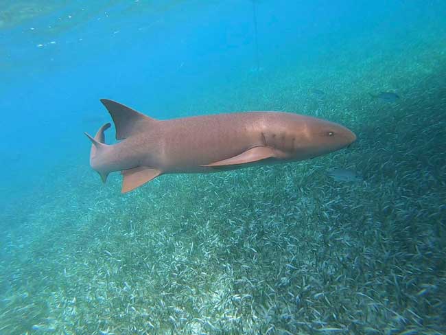 half-day-snorkeling